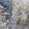 着雪