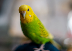 家のインコ