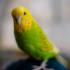 家のインコ