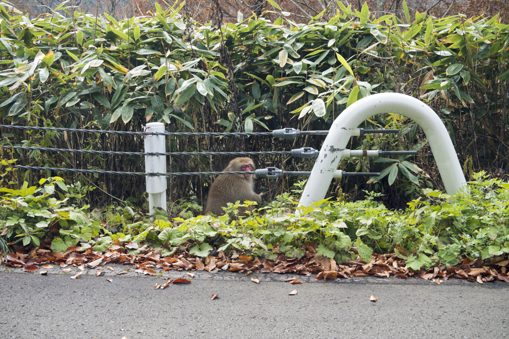 道路わきで見かけた森の住人