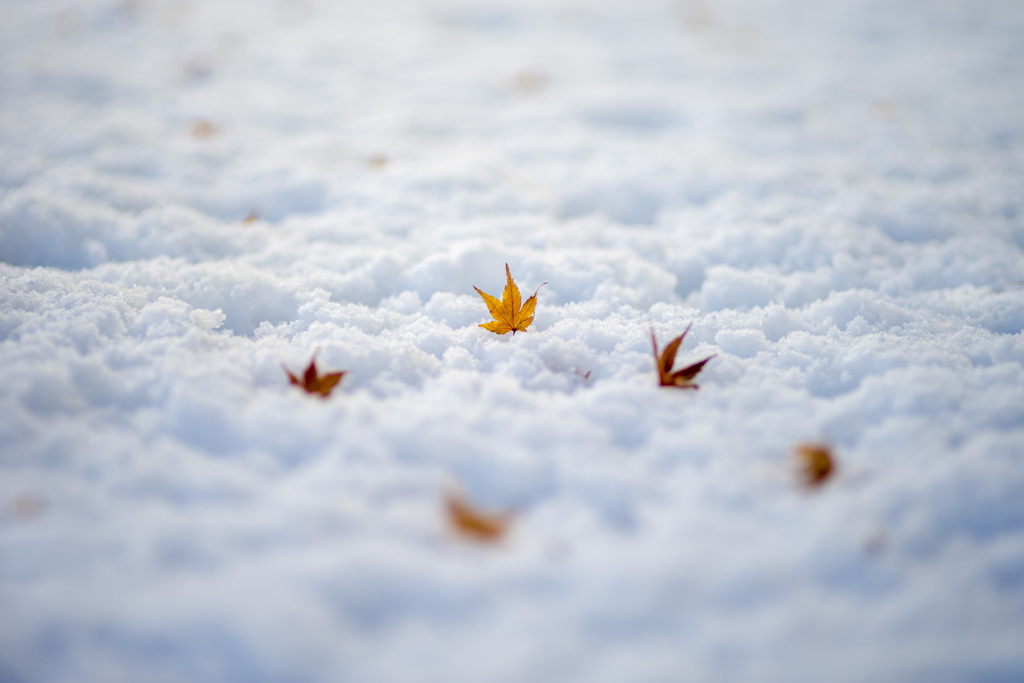 雪面の紅葉