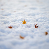 雪面の紅葉