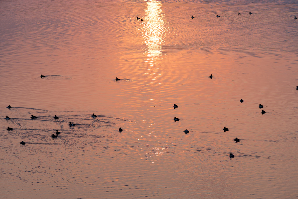 湖面の夕陽