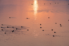 湖面の夕陽