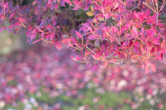 紅葉