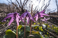 カタクリの花