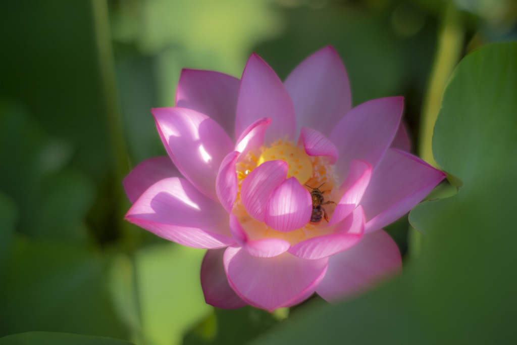 陽当りの蓮花