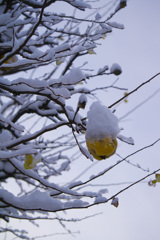 花梨