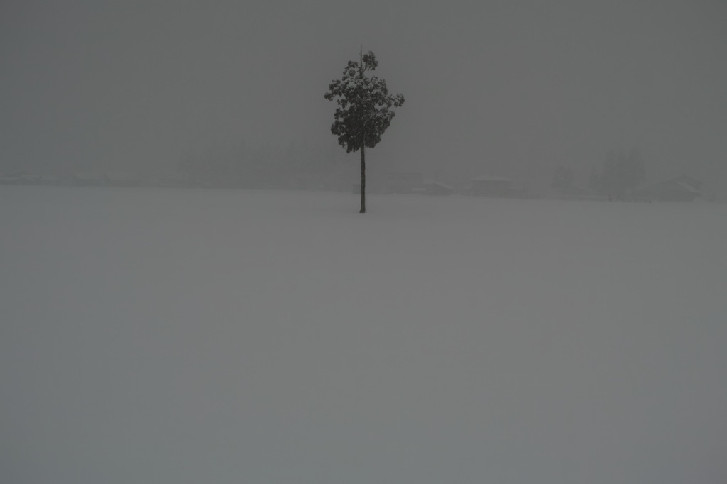 雪原の一本杉