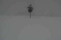 雪原の一本杉