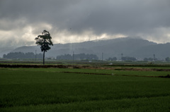 梅雨空の朝