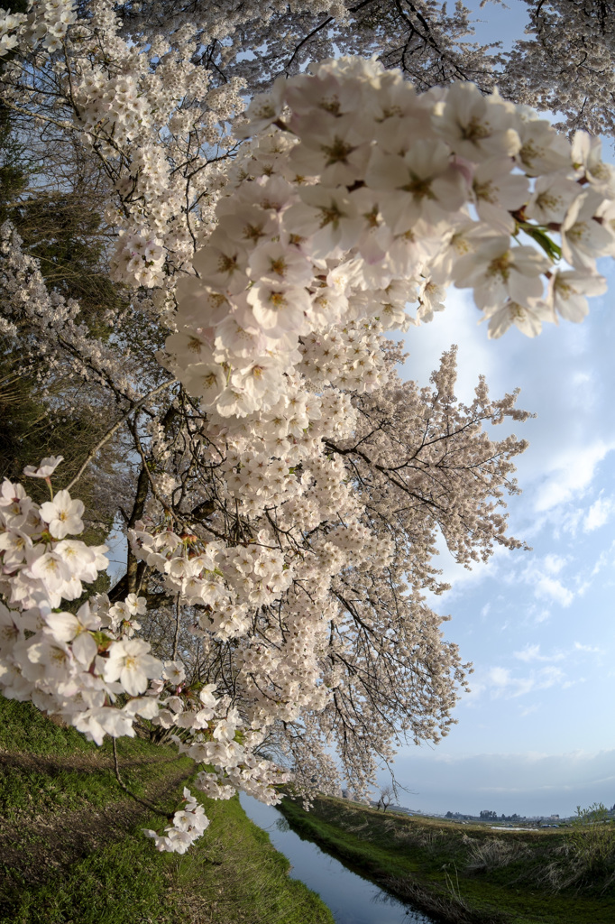 桜乱舞