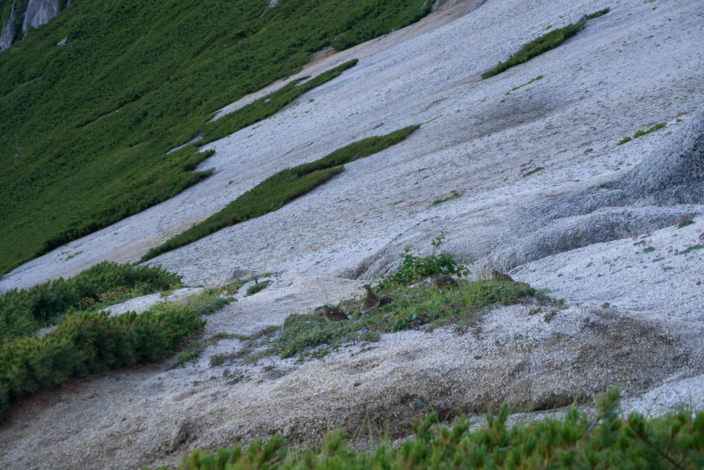 雷鳥と駒草