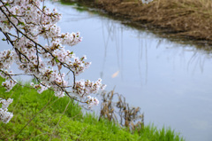 小川に錦鯉