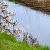 小川に錦鯉