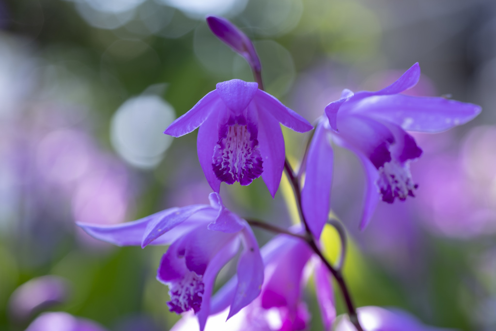 その花の名は？シラン