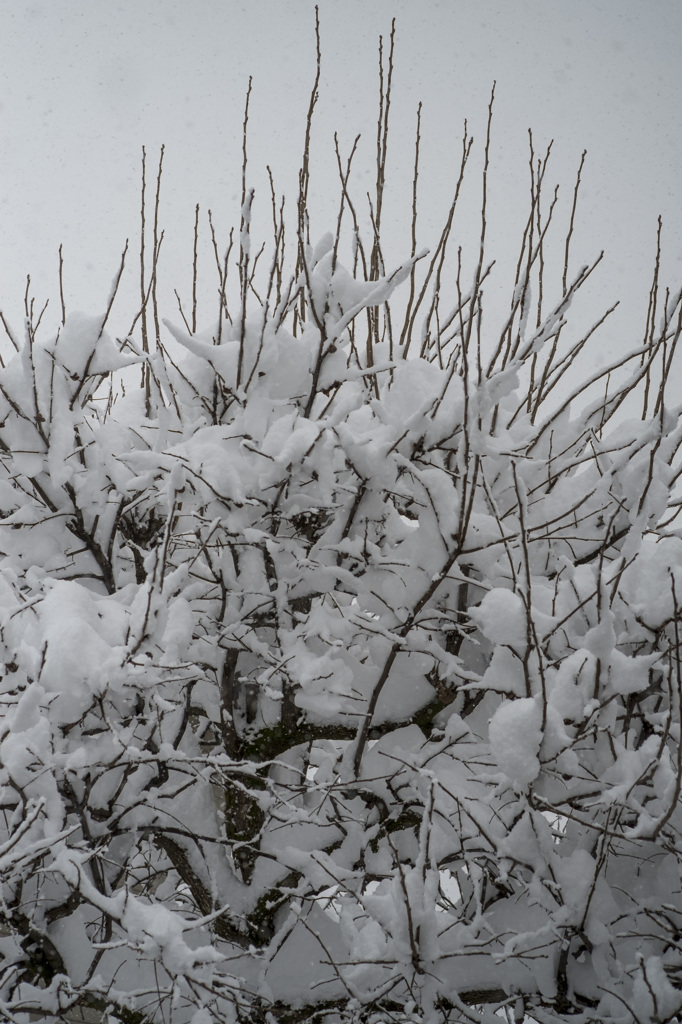 雪降りやまず