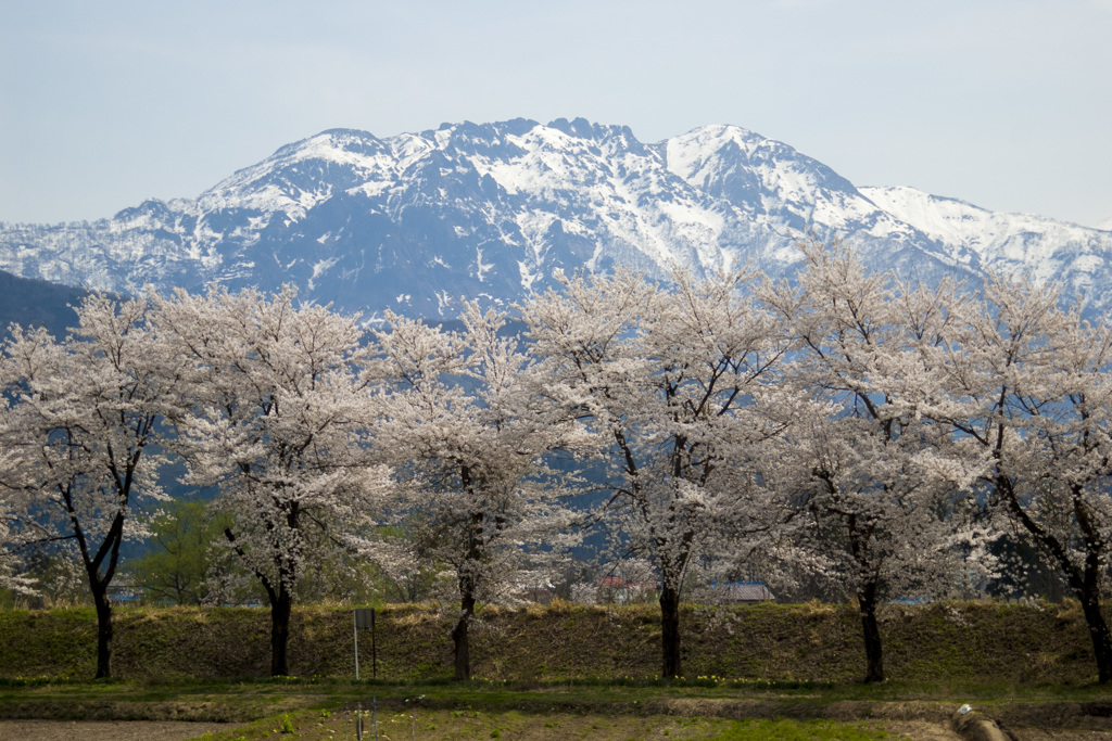 桜を添えて