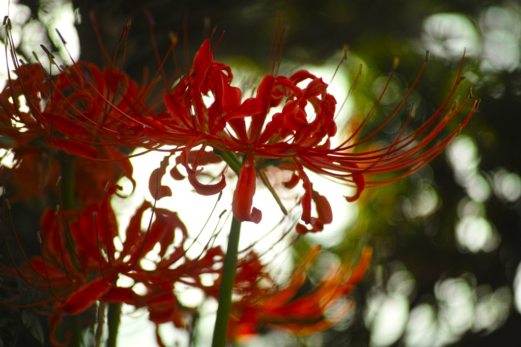 朝の紅