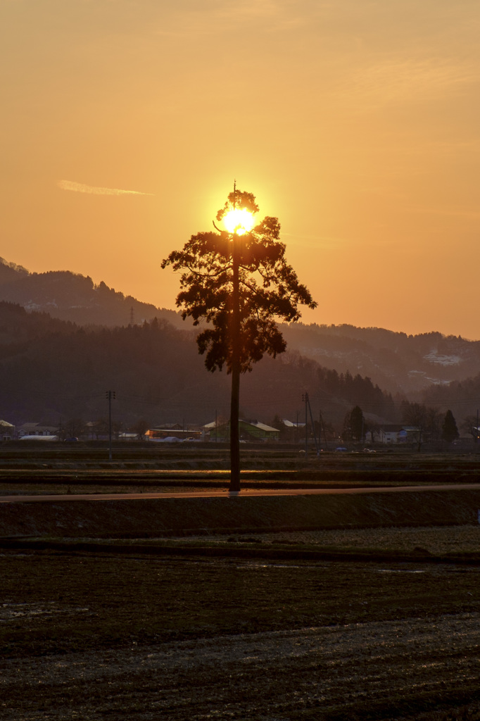 田んぼの一本杉