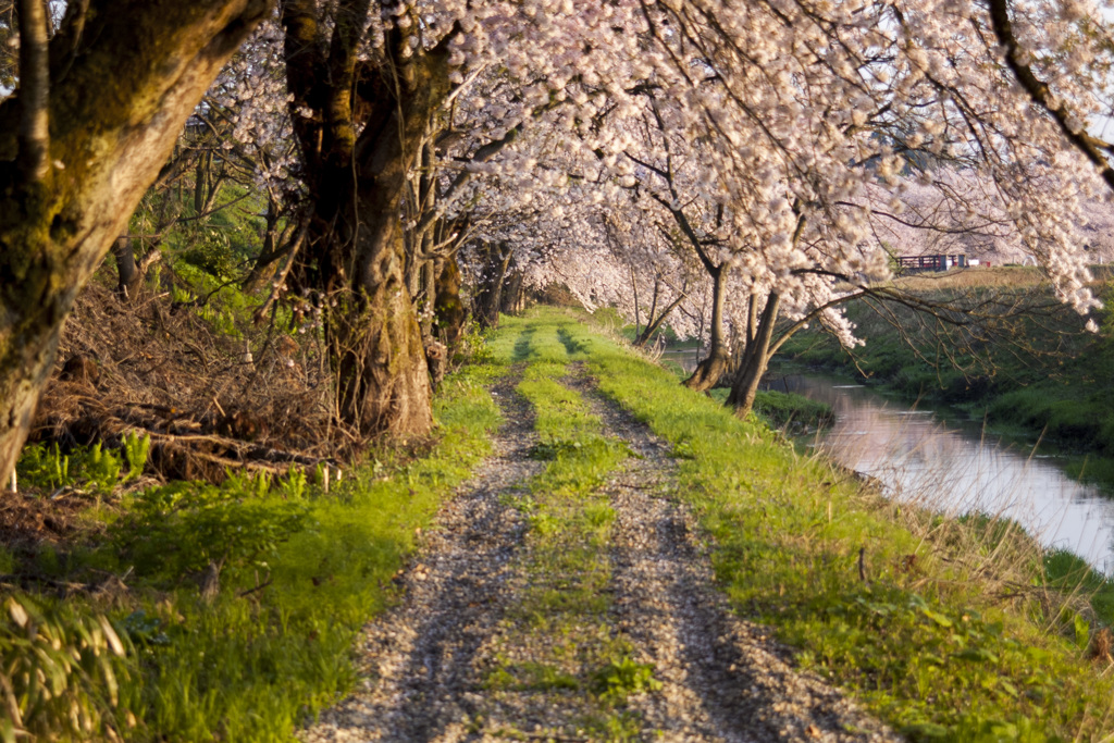 朝陽射す桜の小径