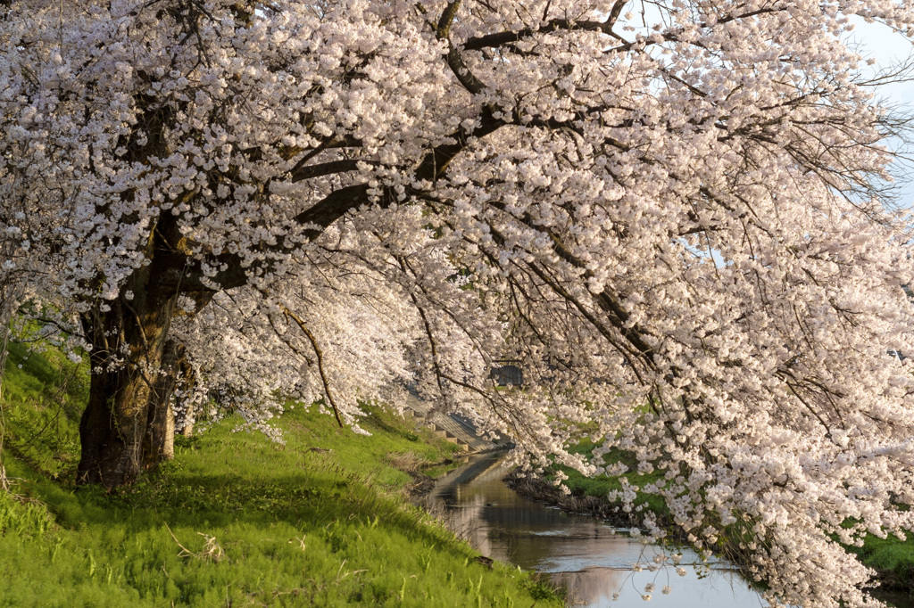 桜尽くし