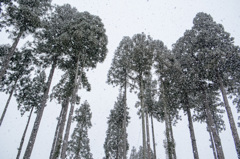 雪降る杉林