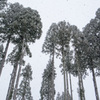 雪降る杉林