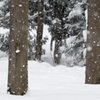 雪の杉林