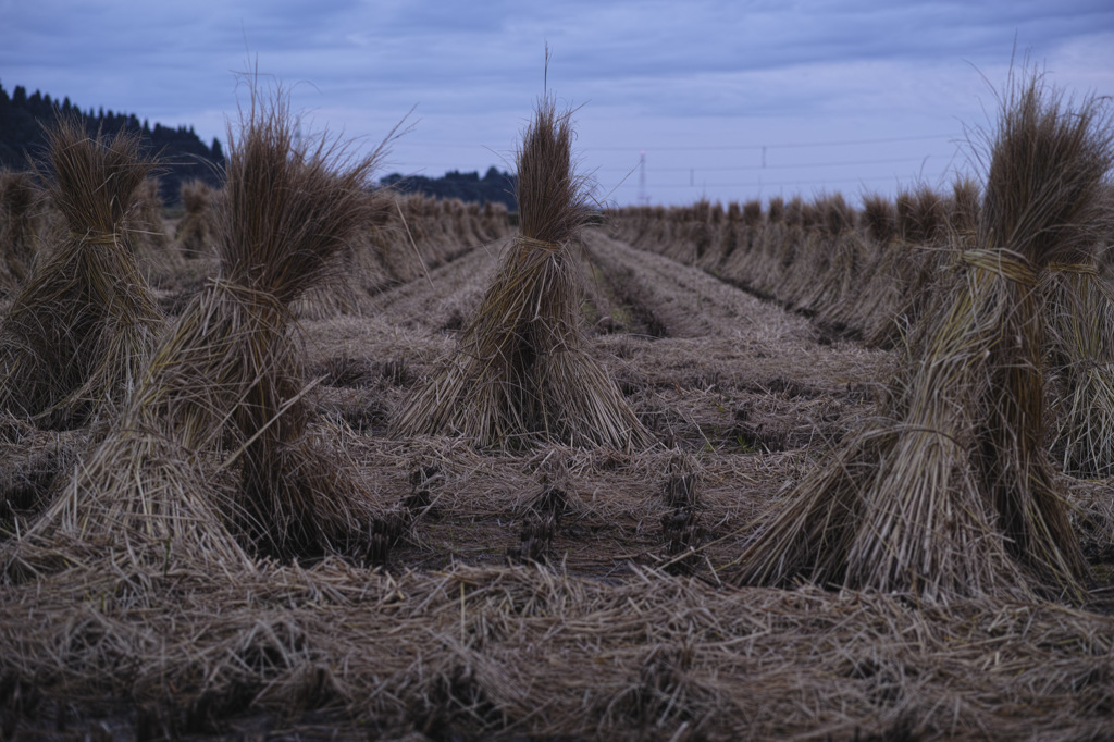 _使い藁の列