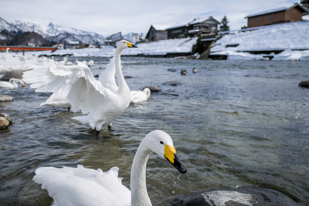 白鳥のいる風景