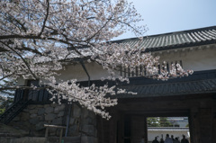 黒門の桜