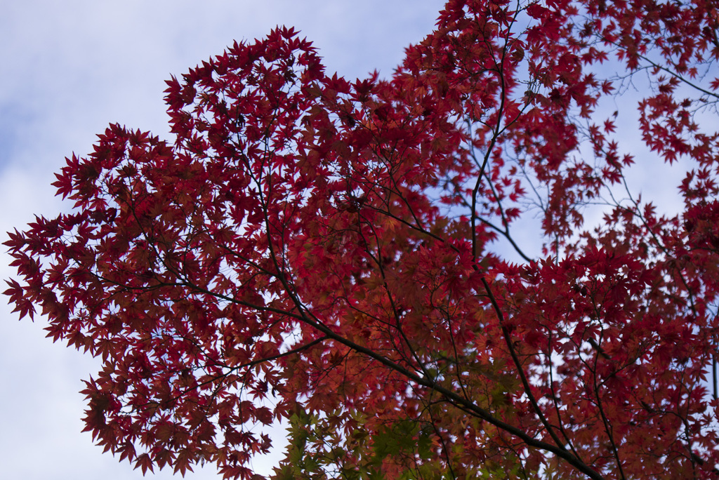 紅くなるには