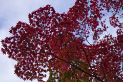 紅くなるには