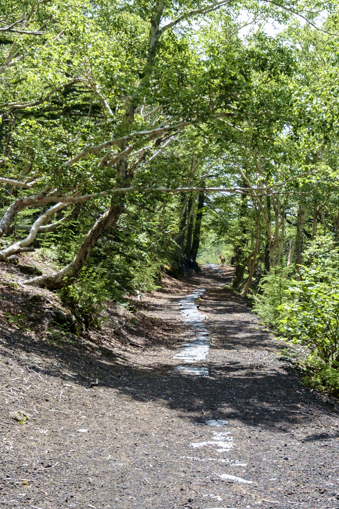 山道に鹿