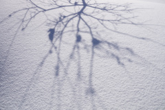 雪原の枝