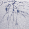 雪原の枝