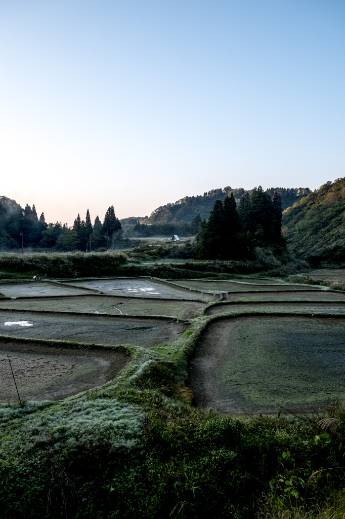 朝露の畦道