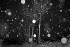 稲架木に降る雪