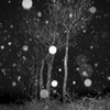 稲架木に降る雪