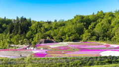 芝桜全開