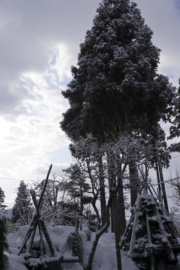 雪庭