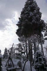 雪庭