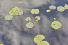 池の中の空