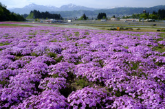 芝桜広場