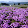 芝桜広場