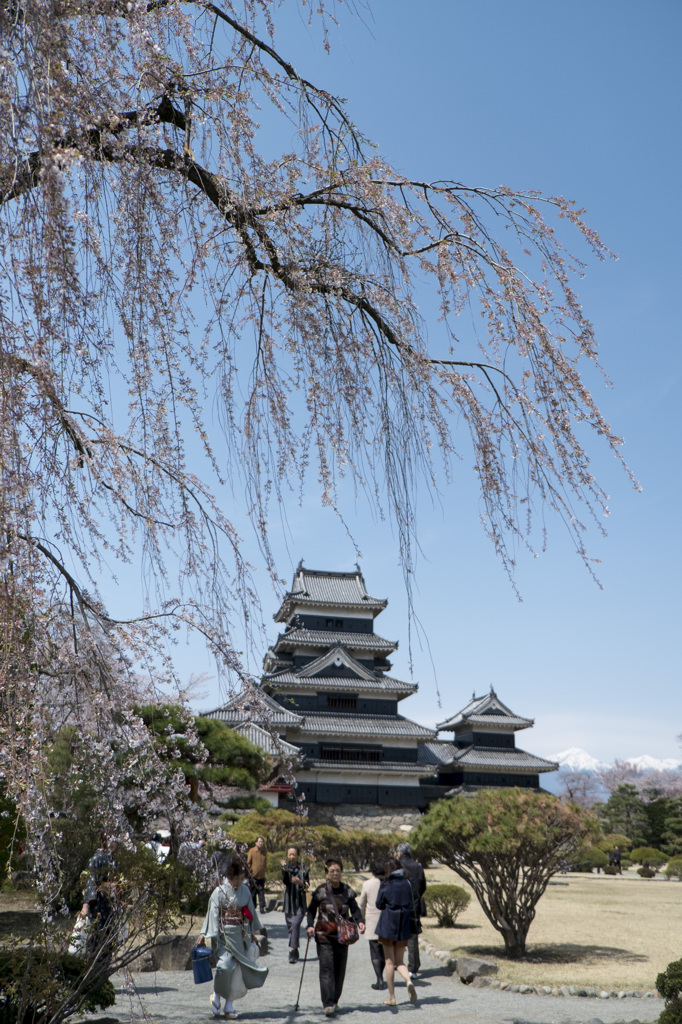 枝垂れ桜