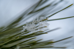 綿雪と松葉