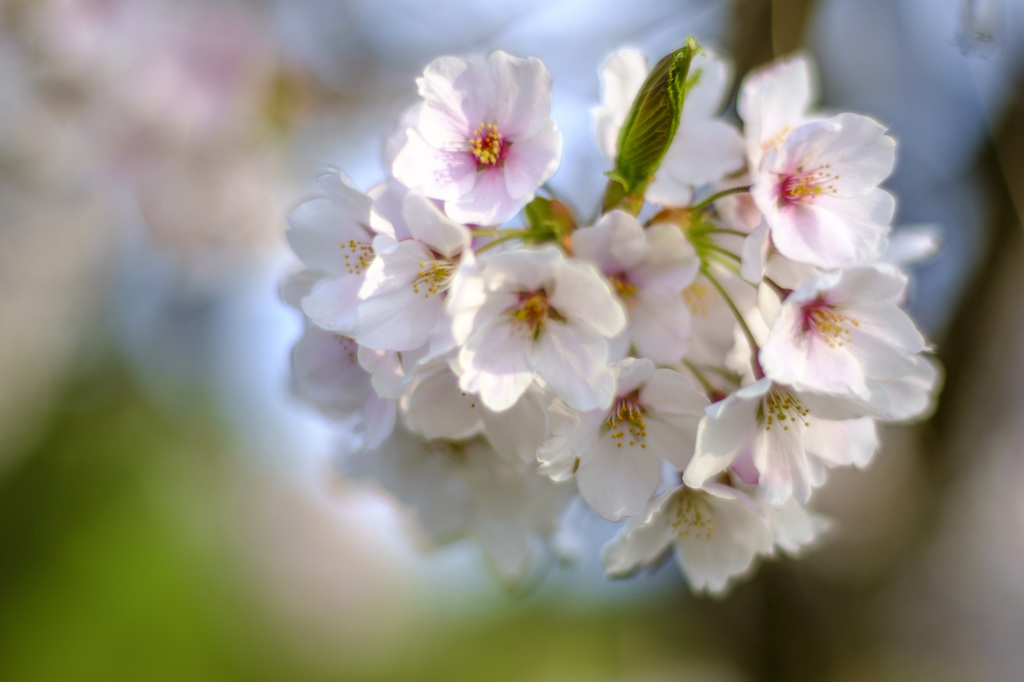 桜一房