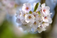 桜一房